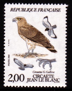 Circaète