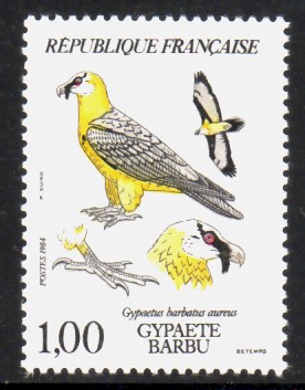 Gypaète