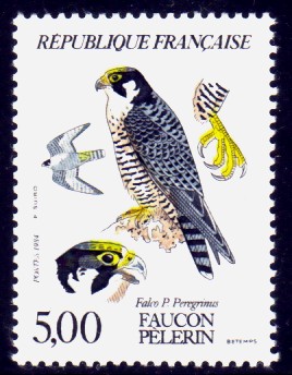 Faucon